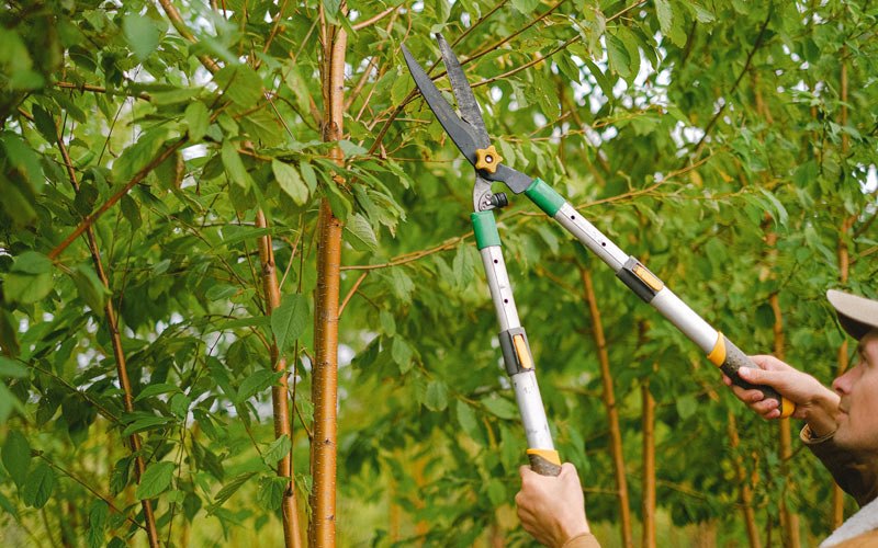 Tree trimming in Maricopa, AZ